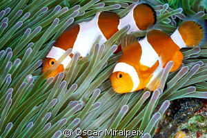 Couple of clownfishes
 by Oscar Miralpeix 
